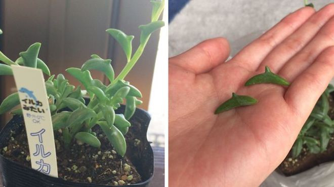 Loại cây 'cá heo xanh' ngộ nghĩnh đang khiến giới trẻ Nhật 'phát cuồng' Ảnh 2