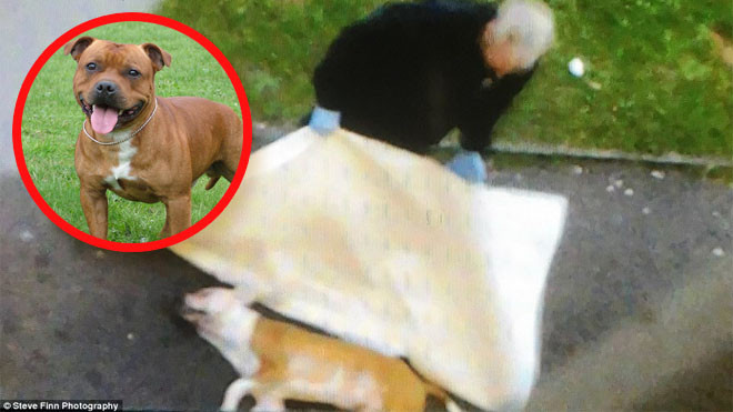 Bé gái 18 tháng tuổi bị chó Pittbull cắn gần chết khiến cả khu dân cư rúng động Ảnh 2