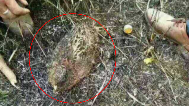 Gà mái mẹ bị thiêu đốt đến chết, khi được đưa ra khỏi đám cháy mới phát hiện một sự thật đau lòng Ảnh 2