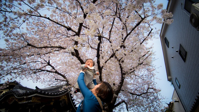 Hoa anh đào đã nở rực rỡ rồi, đến Nhật Bản 'sống ảo' thôi Ảnh 2