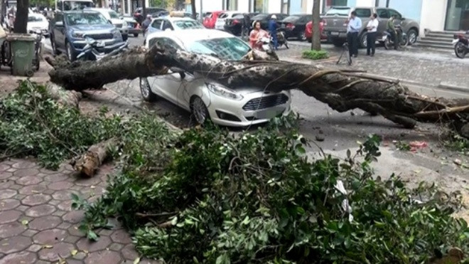 Nhiều cây xanh ở Hà Nội bị đổ vì không có rễ Ảnh 2