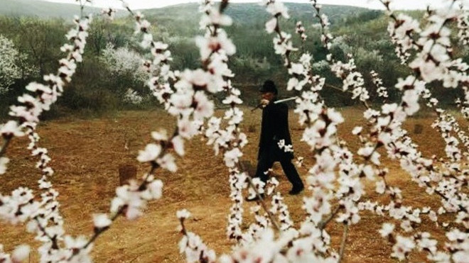 Câu chuyện cảm động của bác nông dân Nhật Bản sau 11 năm trồng cây anh đào Ảnh 2