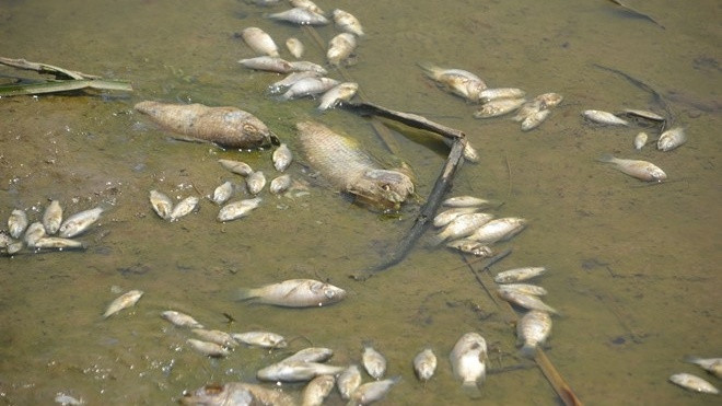 2 tấn cá nằm phơi bụng trên cánh đồng tại Đà Nẵng Ảnh 2