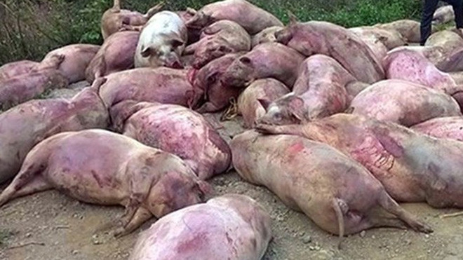 Bị bắt quả tang vứt trộm hàng trăm xác lợn chết, nhóm thương lái nhận cái kết đắng Ảnh 2