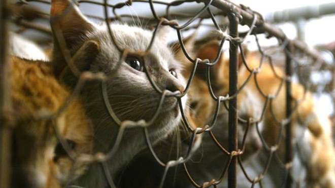 Đài Loan cấm ăn thịt chó, mèo Ảnh 2