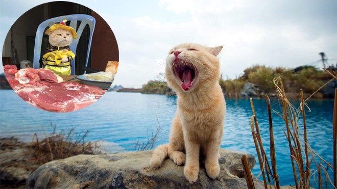 Có một chú mèo tên Chó thiên biến vạn hóa khôn lường như thế này Ảnh 2