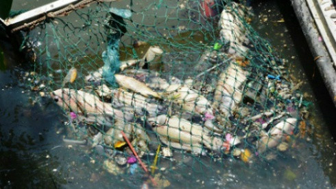 Hút nước kênh Nhiêu Lộc để giảm cá chết Ảnh 2