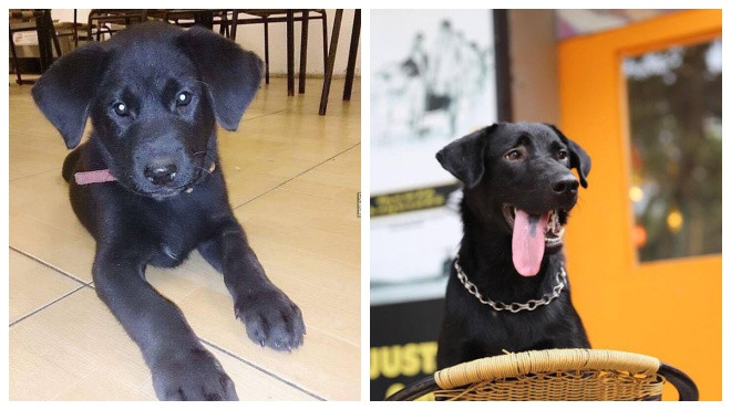 Cảm động hành trình của chú chó Phô Mai, tự tìm đường trở về nhà sau một năm mất tích Ảnh 2