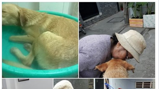 Giận hờn, nam thanh niên ở Sài Gòn tra tấn dã man chú chó của bạn để trả thù Ảnh 2