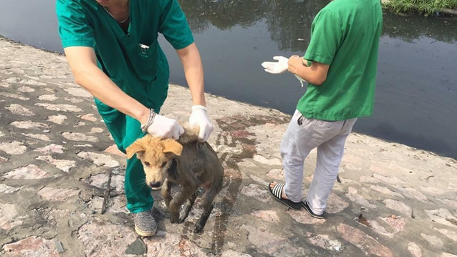 Mắc bạo bệnh, chú chó bị chủ vứt xuống sông Tô Lịch Ảnh 2