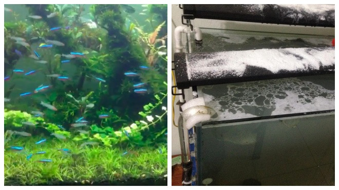 Thẳng tay đổ 3kg bột giặt, 5 lít dầu ăn vào bể cá thuỷ sinh của chồng, bà vợ 'đáng sợ' nhất năm đây rồi Ảnh 2