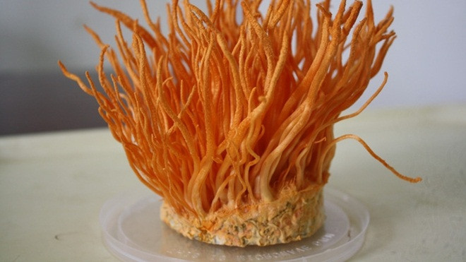 Những món ăn giá nghìn đô của đại gia Việt Ảnh 2