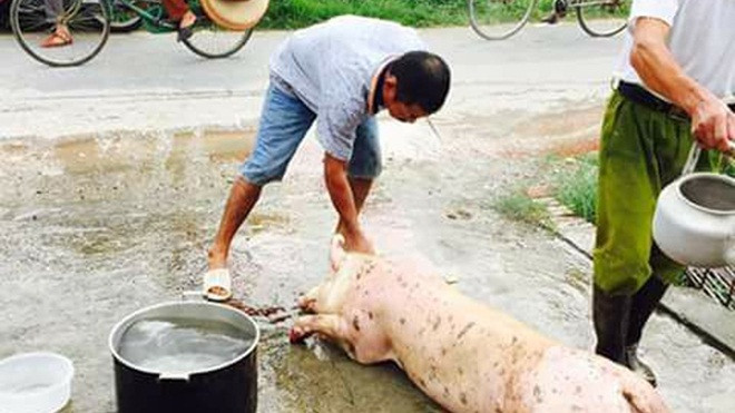 Người dân khắp nơi 'khoe' ảnh giải cứu lợn giúp người nông dân Ảnh 2