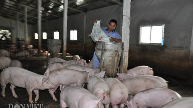 Trung Quốc bắt đầu mua lợn trở lại, giá lợn miền Bắc tăng 3.000đ/kg Ảnh 2