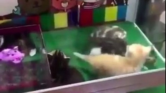 Chán gấu bông, Trung Quốc nảy ra trò gắp mèo con bằng xương, bằng thịt Ảnh 2