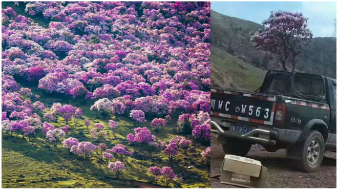 Đồi hoa đỗ quyên bỗng chốc hoá đồi trọc vì sự hồn nhiên của khách Trung Quốc Ảnh 2