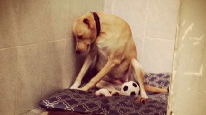 Chẳng ai nhận nuôi, cô chó 'buồn nhất thế giới' chỉ biết nằm chờ cái chết sắp tới Ảnh 2
