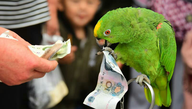 Kinh ngạc trước khả năng phân loại tiền giấy của chú vẹt Nam Mỹ Ảnh 2