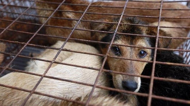 Trung Quốc: Cấm giết mổ và tiêu thụ chó tại lễ hội thịt chó lớn nhất đất nước Ảnh 2