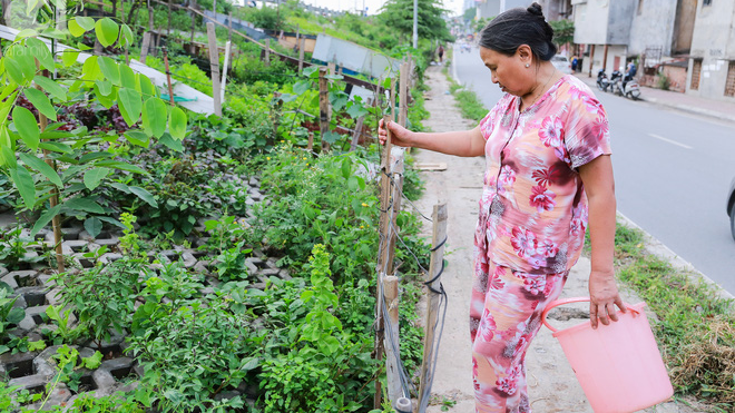 Người Hà Nội trồng rau trong hốc bêtông dọc đường Ảnh 2