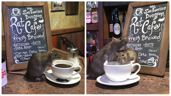 Quán cà phê chuột không dành cho những vị khách yếu tim Ảnh 2