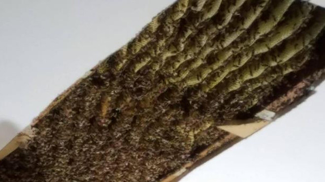 Nhấc mảng trần nhà xuống, người phụ nữ sốc khi thấy cảnh tượng kinh hoàng này trong nhà mình Ảnh 2