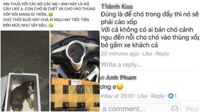 Sự thật phía sau hình ảnh chú chó Husky chết trong thùng xốp bịt kín khiến dân mạng phẫn nộ Ảnh 2