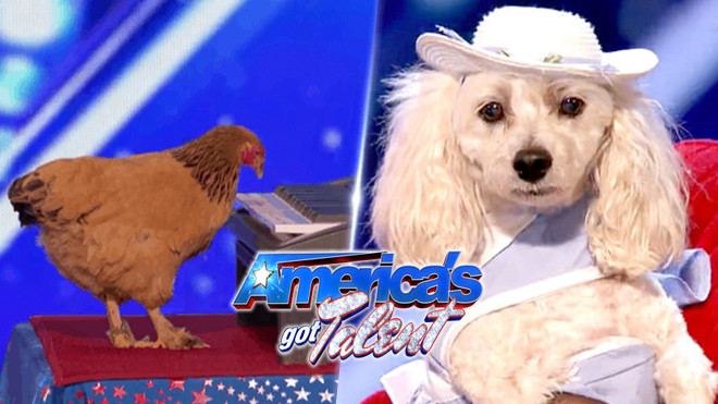 'Gà đánh đàn, chó đếm số' - tưởng đơn giản mà cũng thu về triệu view cho America's Got Talent Ảnh 2