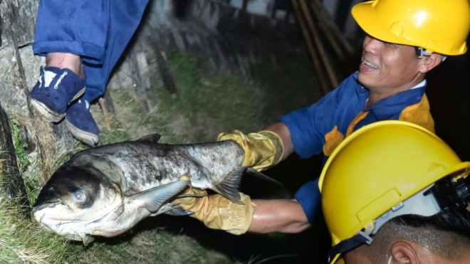 Trắng đêm vớt hàng tấn cá chết ở hồ Hoàng Cầu Ảnh 2