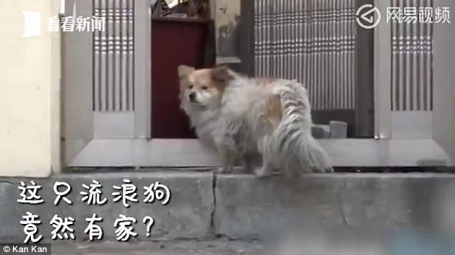 Ba năm ròng rã chờ đợi, chú chó trung thành không hề biết sự thật về người chủ mà mình đang trông mong Ảnh 2