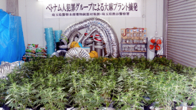 Nhật Bản: Hai người Việt bị bắt vì tội trồng và tàng trữ cần sa Ảnh 2