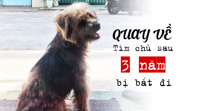 Chú chó ở Đồng Nai tự trốn thoát và tìm lại được gia đình chủ sau ba năm bị bắt mất Ảnh 2