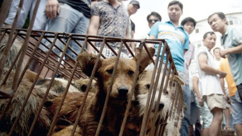 Mải chỉ trích lễ hội thịt chó ở Trung Quốc, chúng ta đã quên rằng người Việt ăn thịt 5 triệu con chó mỗi năm Ảnh 2