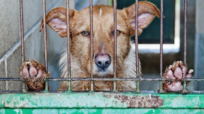 Bán thịt chó giả danh thịt gà ở Bali: Bí mật động trời của điểm đến nổi tiếng nhất Indonesia Ảnh 2