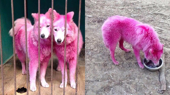 Không còn 'hái ra tiền', ba chú chó nhuộm lông sặc sỡ bị bắn và bỏ rơi giữa rừng Ảnh 2