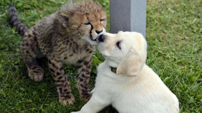 Thú vị phương pháp dùng chó con chữa bệnh cho loài báo gấm hung dữ ở Mỹ Ảnh 2