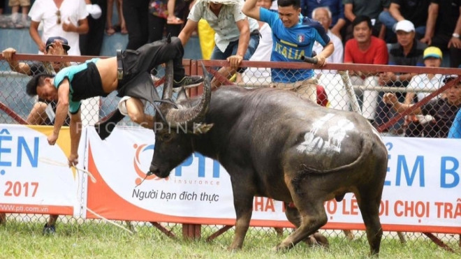 Lễ hội chọi trâu Đồ Sơn 2017: 'Ông trâu' húc xuyên đùi trái chủ nhân Ảnh 2