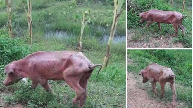 Xót xa hình ảnh chú lợn lang thang, gầy trơ xương vì đói sau cơn bão giá thịt Ảnh 2