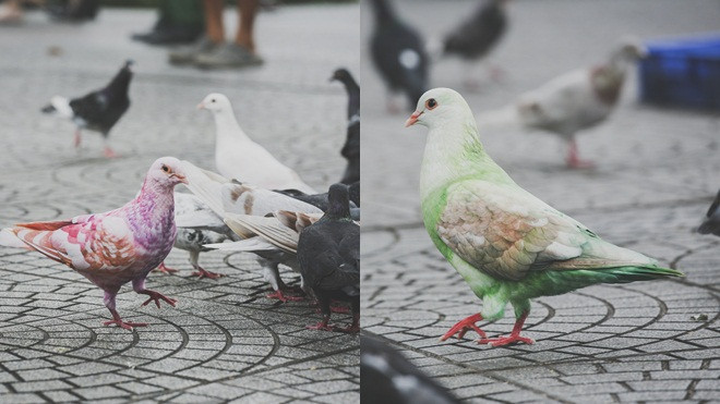 Bồ câu mang màu sắc kì lạ ở Nhà thờ Đức Bà: Trẻ em thích thú, người lớn nổi giận Ảnh 2
