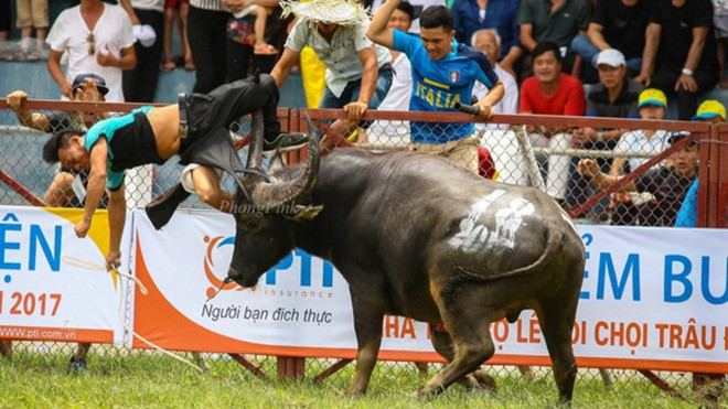 Gia đình chủ trâu chọi bị húc chết được nhận hỗ trợ 120 triệu đồng từ Ban tổ chức lễ hội Ảnh 2