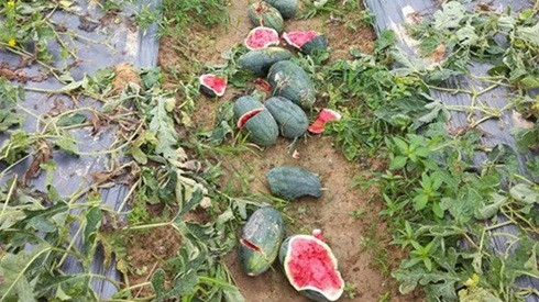 Hình ảnh kẻ xấu ăn trộm còn phá nát vườn dưa hấu ở Hải Dương Ảnh 2