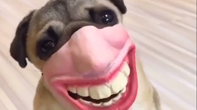 Chú chó làm 'rung chuyển' mạng xã hội với tạo hình cười ngoác miệng vô cùng hài hước Ảnh 2