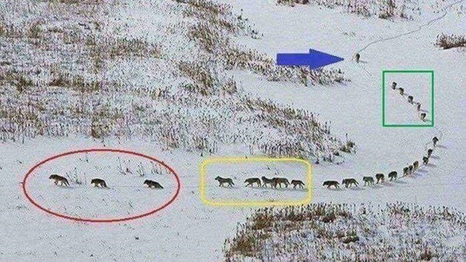 Sự thật về bức ảnh sói đầu đàn đi cuối gây xôn xao cộng đồng mạng Ảnh 2