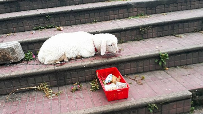 Phẫn nộ trước hình ảnh cừu con trắng nõn bị xích cổ bắt đi ăn xin ở chợ Đà Lạt Ảnh 2