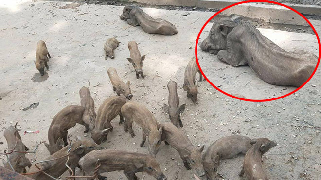 Xót xa bầy heo gầy sọp chỉ còn da bọc xương vì bị bỏ đói ngay tại khu du lịch Ảnh 2