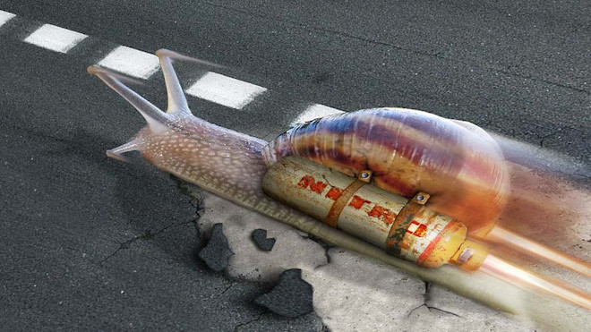 Giải vô địch Thế giới về cuộc đua tốc tộ của Ốc sên Ảnh 2