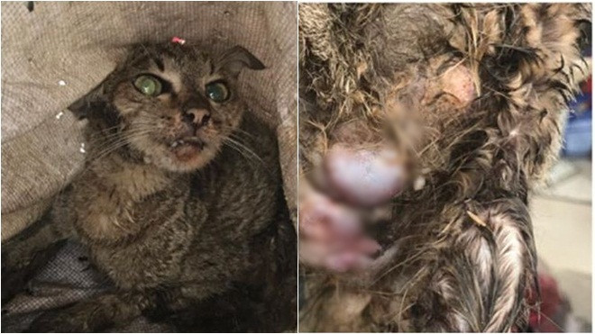 Vì 'nghe kêu thích lắm', chú mèo bị lũ trẻ cột dây kéo lê đến kiệt sức, phải cấp cứu Ảnh 2