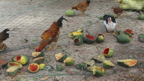 Quảng Trị: Hàng trăm hộ xót xa phải vứt dưa hấu chín mọng cho gà ăn Ảnh 2