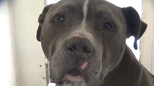 Bị chủ bỏ rơi, chú chó tội nghiệp bỏ ăn, không ngừng tìm kiếm chủ cũ rồi lặng lẽ khóc Ảnh 2