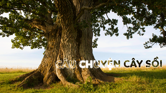 Câu chuyện cây sồi và bài học sử dụng thời gian hiệu quả để phát triển bản thân Ảnh 2